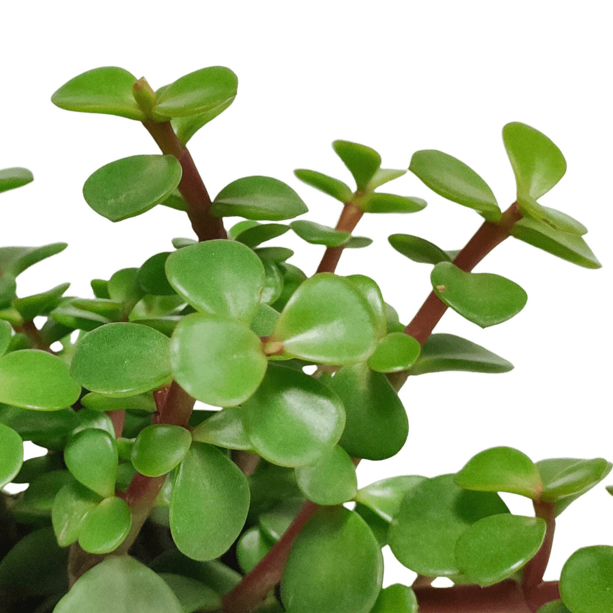 Portulacaria Afra - plante grasse d'intérieur- La Green Touch - Image 4