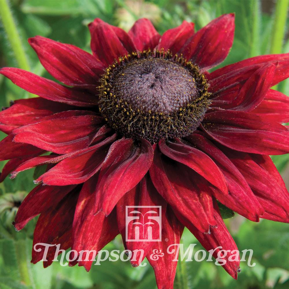 Graines de Rudbeckia Cherry Brandy - Rudbeckia hirta  le sachet de 25 graines environ