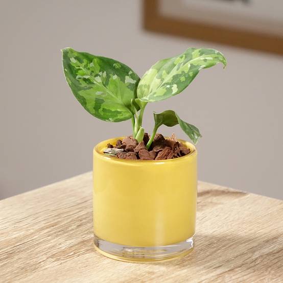 Aglaonema pictum Tricolor Mini-plante