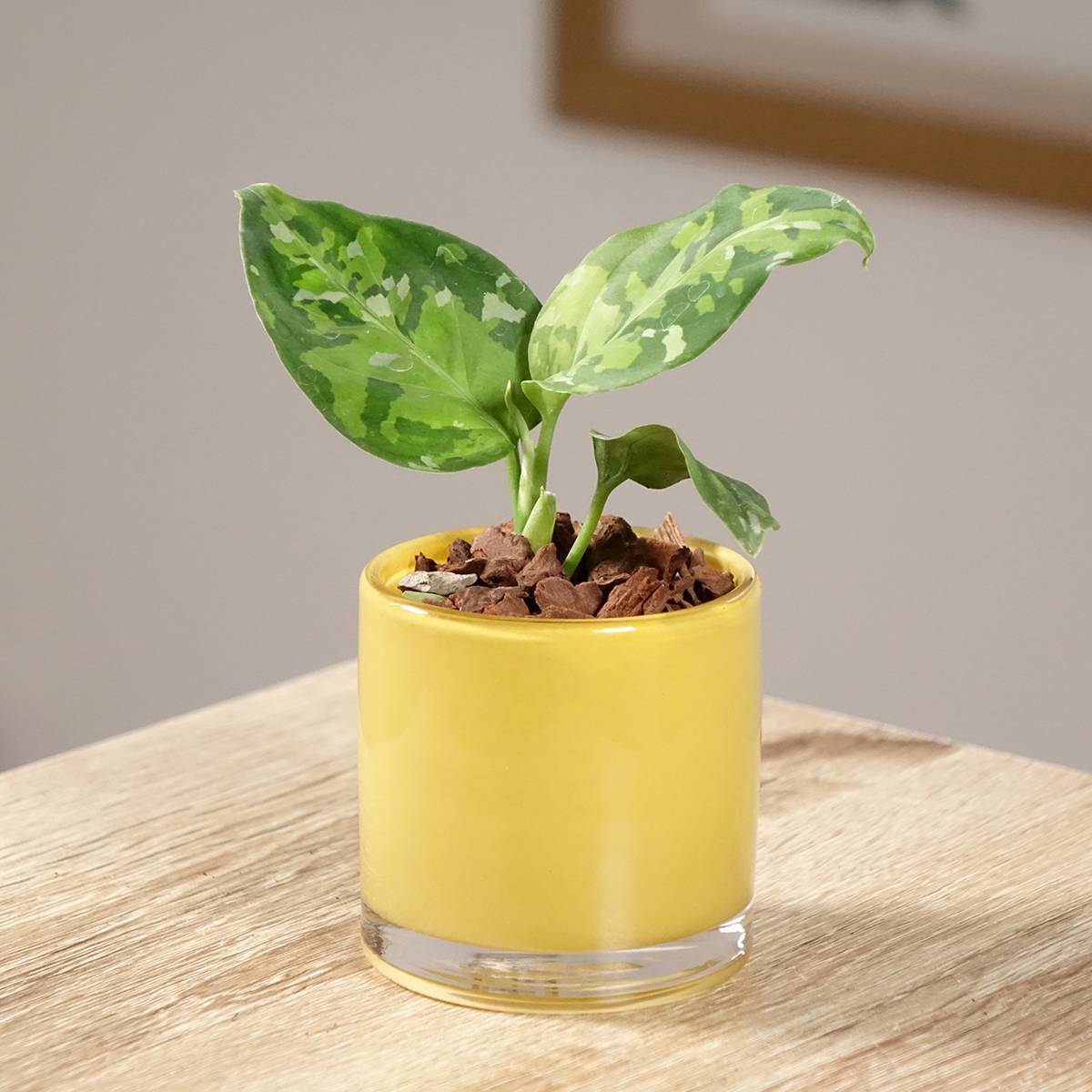 Aglaonema pictum Tricolor Mini-plante