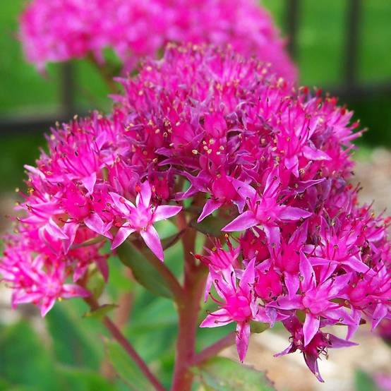 Sedum spectabile Carl - Orpin d'Automne Pot de 2L/3L