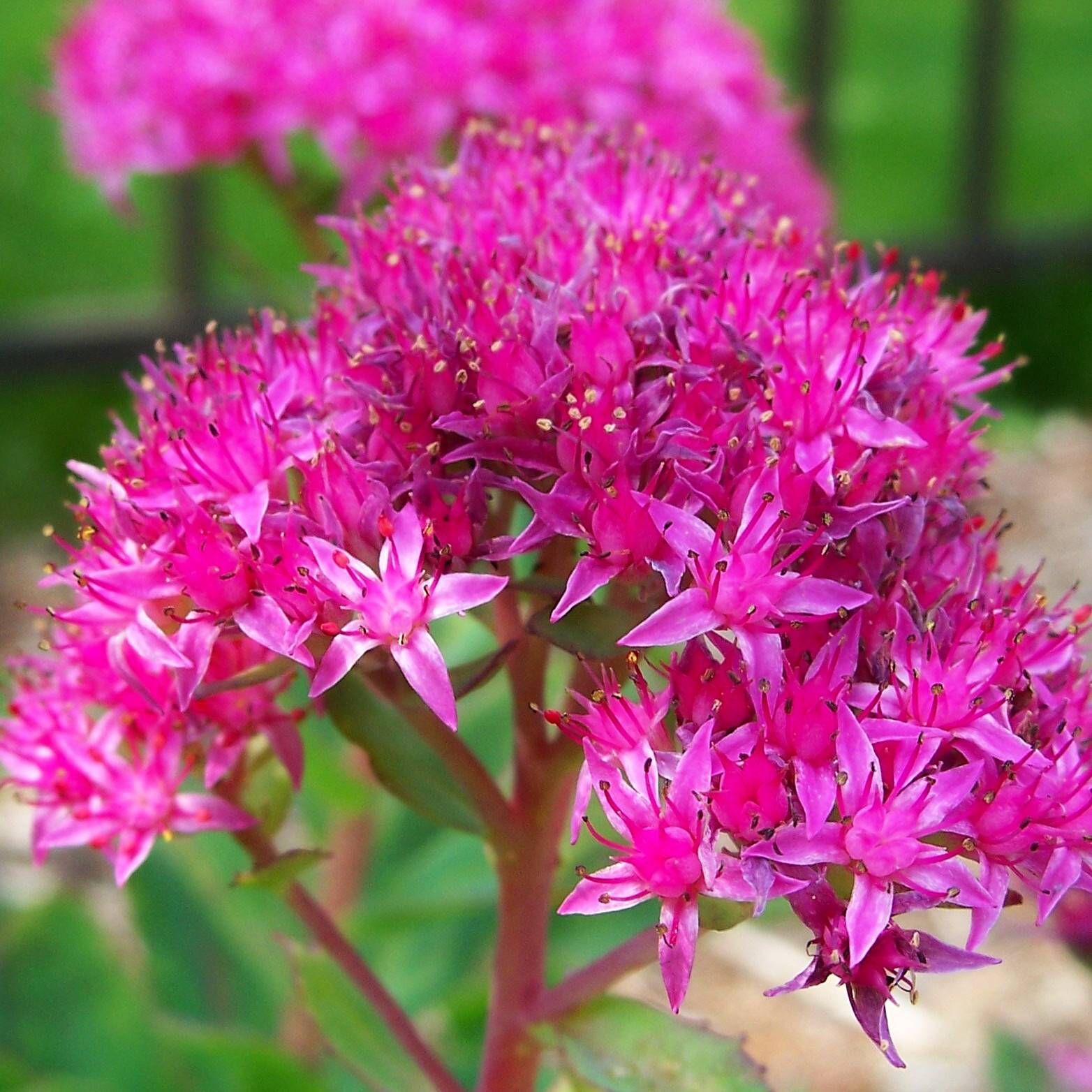 Sedum spectabile Carl - Orpin d'Automne Pot de 2L/3L
