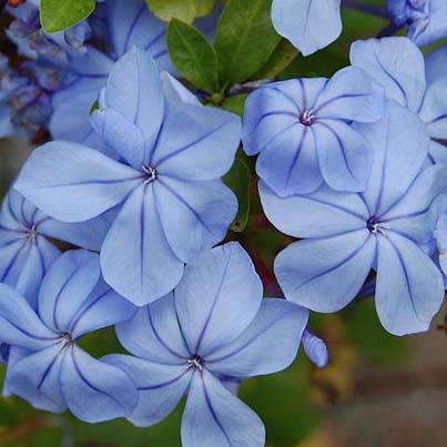 Promesse de Fleurs - Plumbago auriculata - Plumbago capensis - Dentelaire du Cap Pot de 2L/3L