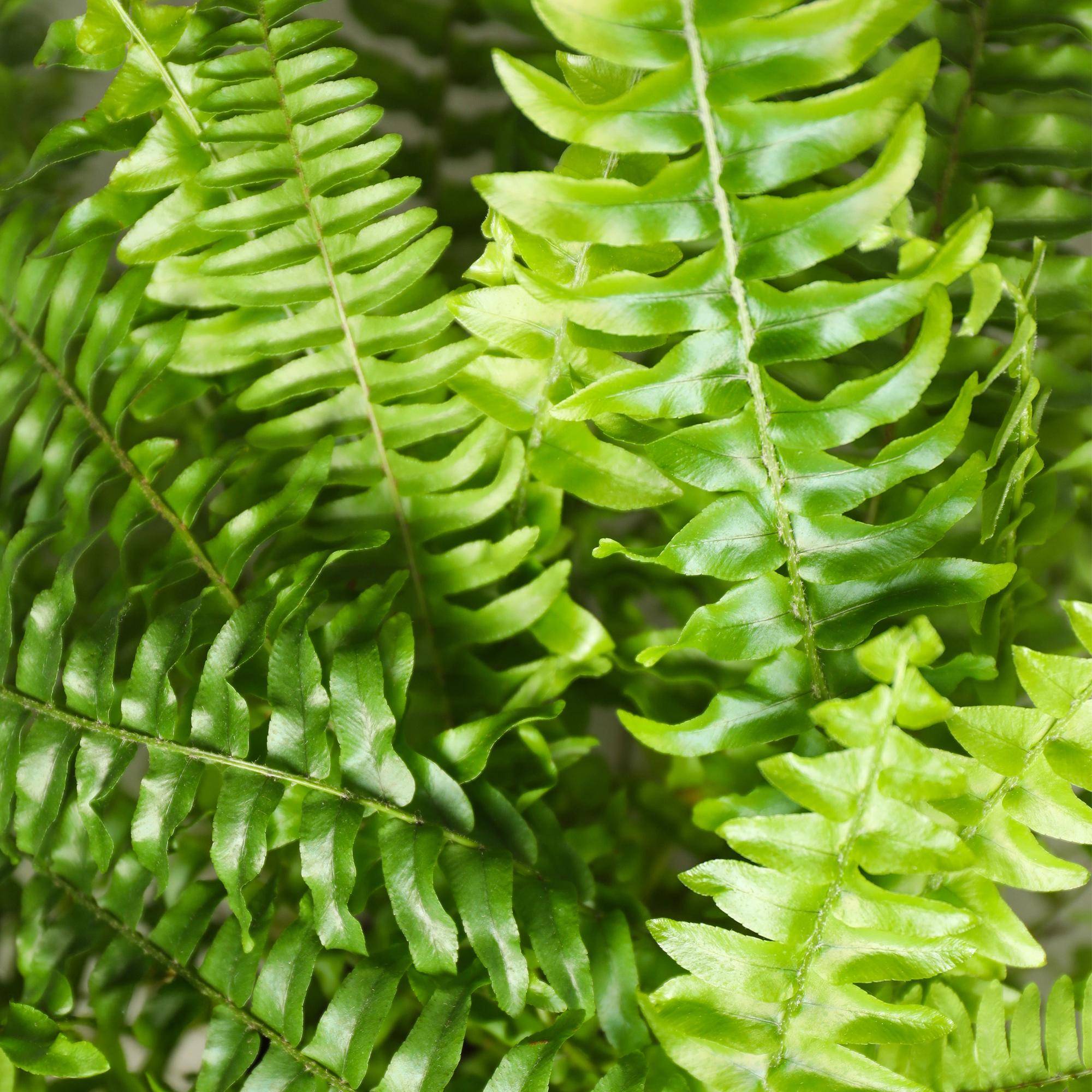 La Green Touch - Nephrolepis exaltata Green Lady - Fougère de Boston - Panier en jonc de mer inclus - Pot Ø25 cm, H 30 cm - Image 5