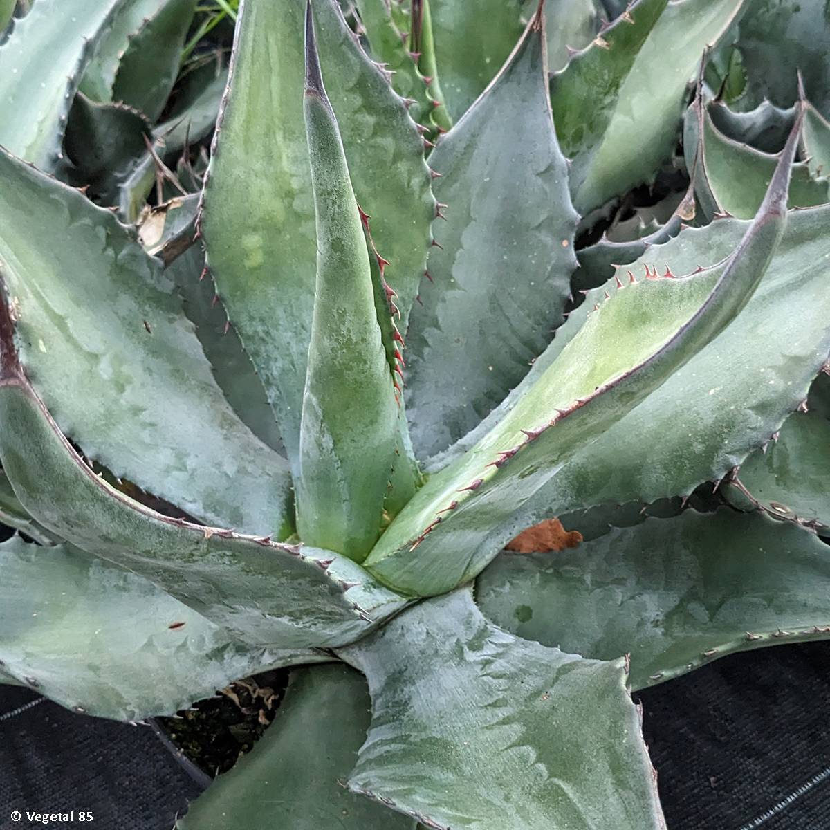 Promesse de Fleurs - Agave salmiana - Agave de Salm Pot de 3L/4L