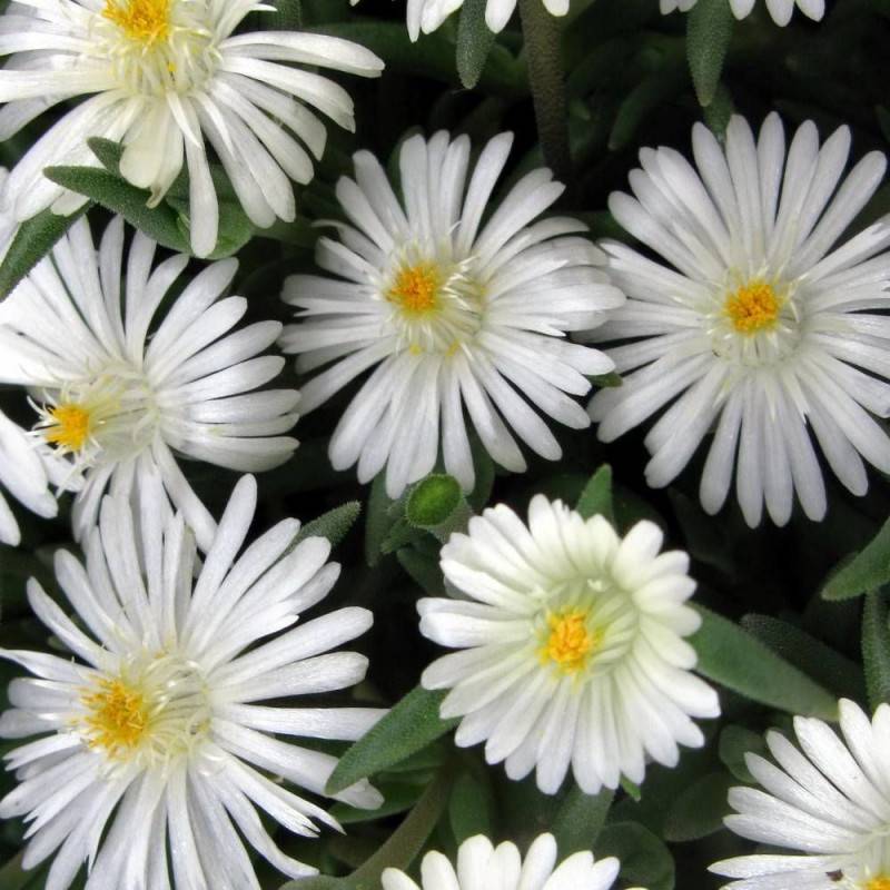 Delosperma Jewel of Moon Stone®, Pourpier vivace à fleurs Blanche/ - feuillage Persistant - Godet - 5/20 cm - Imagen 2