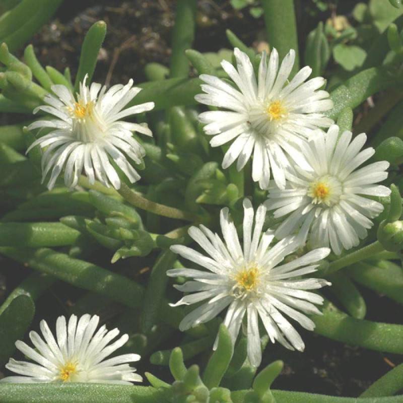 Delosperma Jewel of Moon Stone®, Pourpier vivace à fleurs Blanche/ - feuillage Persistant - Godet - 5/20 cm - Imagen 3