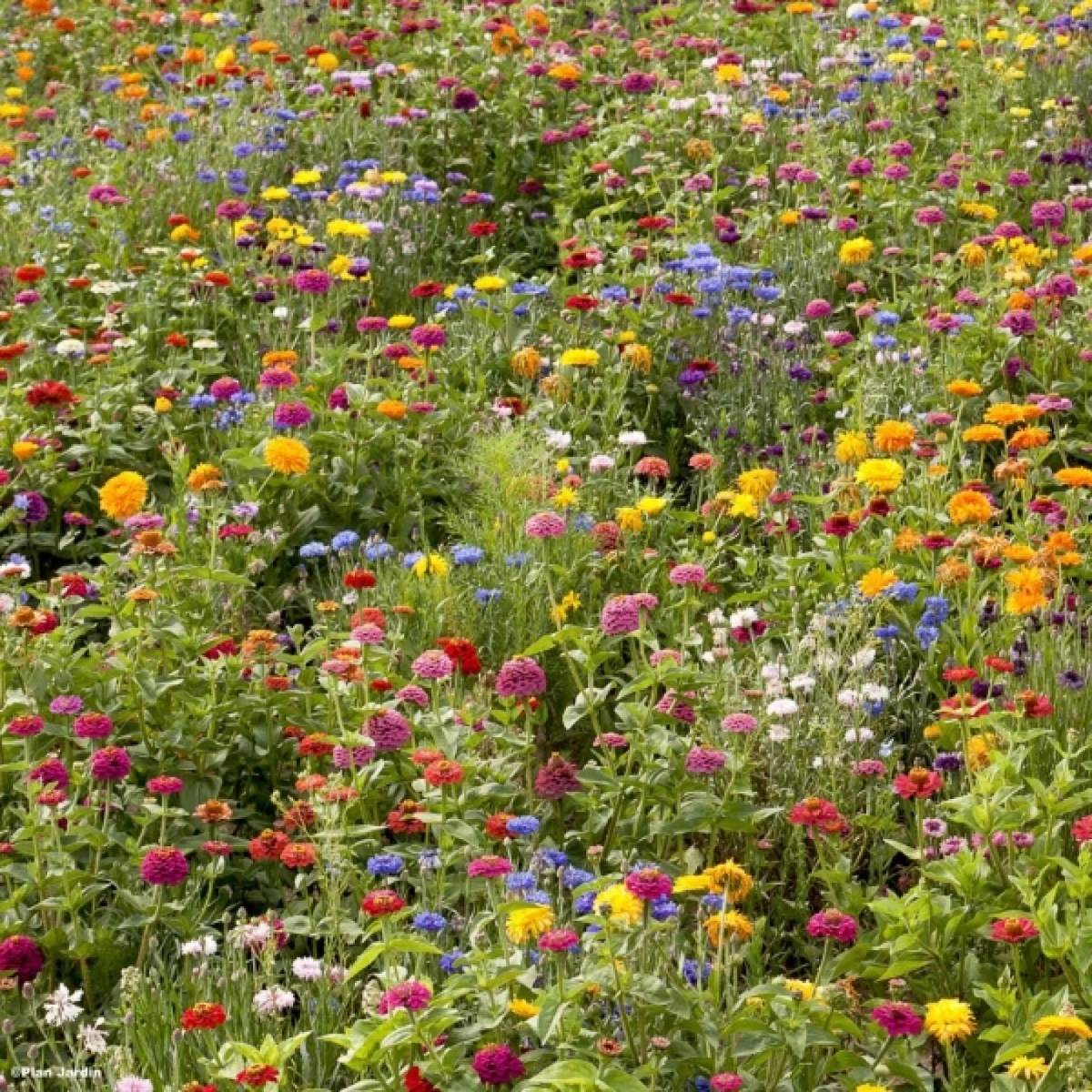 Jachère Campagne en fleurs pour 40 m²