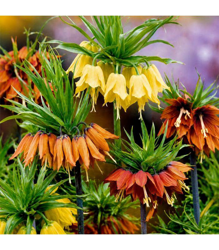 Fritillaires impériale Sgaravatti 3 bulbes en mélange, grandes fleurs de 100 à 120 cm pour massifs structurés - 789335 - Image 1