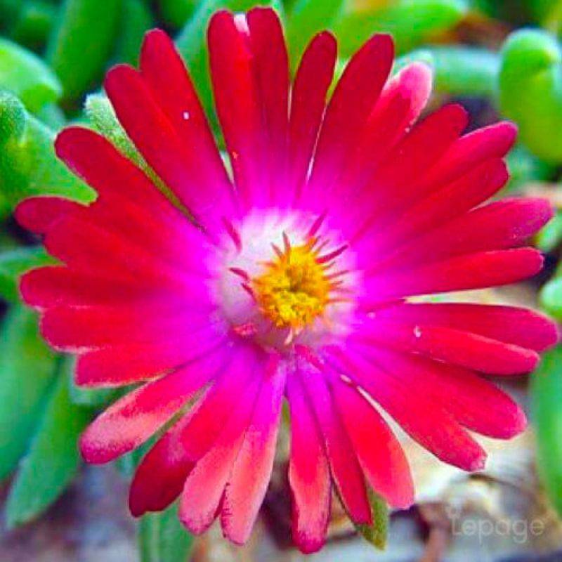 3 Pourpiers Vivace 'Jewel Of Désert Garnet' (Delosperma 'Jewel of Désert Garnet') - Lot de 3 vivaces - Pépinières Naudet - Imagen 1