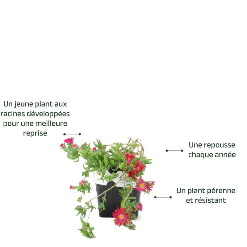 3 Pourpiers Vivace 'Jewel Of Désert Garnet' (Delosperma 'Jewel of Désert Garnet') - Lot de 3 vivaces - Pépinières Naudet - Imagen 3