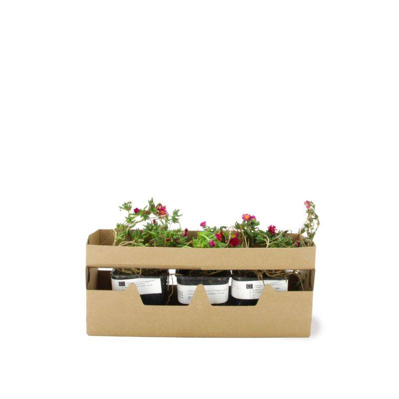 3 Pourpiers Vivace 'Jewel Of Désert Garnet' (Delosperma 'Jewel of Désert Garnet') - Lot de 3 vivaces - Pépinières Naudet - Imagen 4