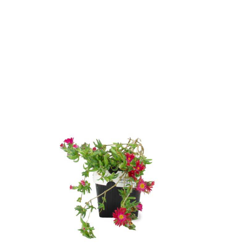 3 Pourpiers Vivace 'Jewel Of Désert Garnet' (Delosperma 'Jewel of Désert Garnet') - Lot de 3 vivaces - Pépinières Naudet - Imagen 2