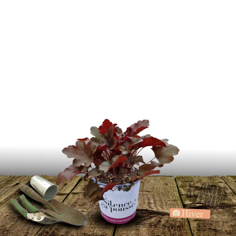Heuchere Bloody Dinosaur - SILENCE, ça pousse ! à fleurs Rose - feuillage Persistant - Pot de 4,5L - 20/40 cm - SILENCE, ça pousse !-  hauteur à matur - Imagen 4