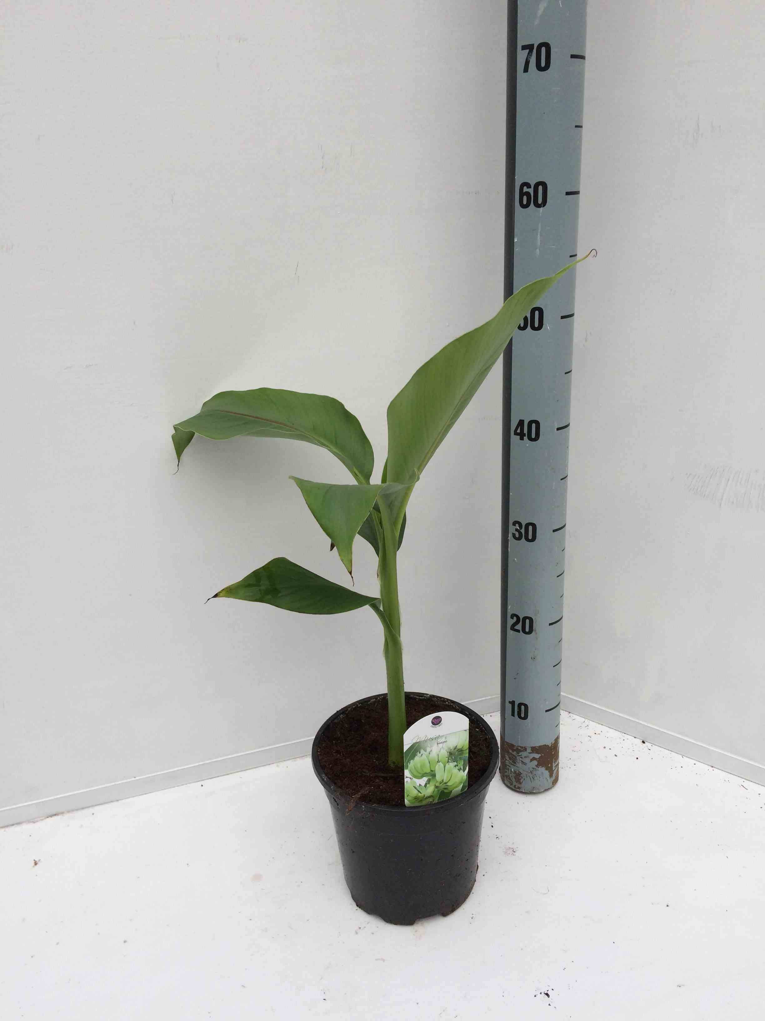 0 - Musa basjoo sp. Sapporo (Bananier rustique) Pot de 50 litres - 120/140 cm multi troncs