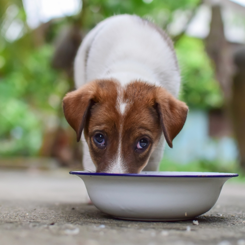 Alleva - Croquettes Sans Céréales Poisson pour Chien de Petite et Moyenne Taille - Imagen 2