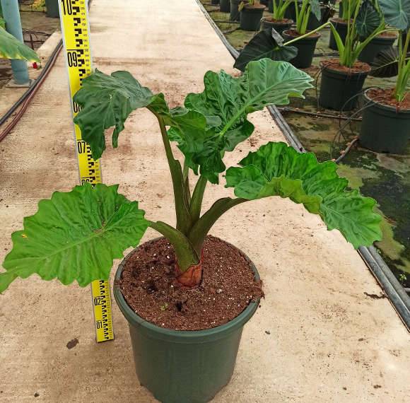 Sans Marque - Alocasia 'Low Rider' (Oreille d'éléphant Géant, Taro) Pot de 8 litres - 60/80 cm - Image 1