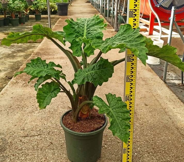 Sans Marque - Alocasia 'Low Rider' (Oreille d'éléphant Géant, Taro) Pot de 8 litres - 60/80 cm - Image 2