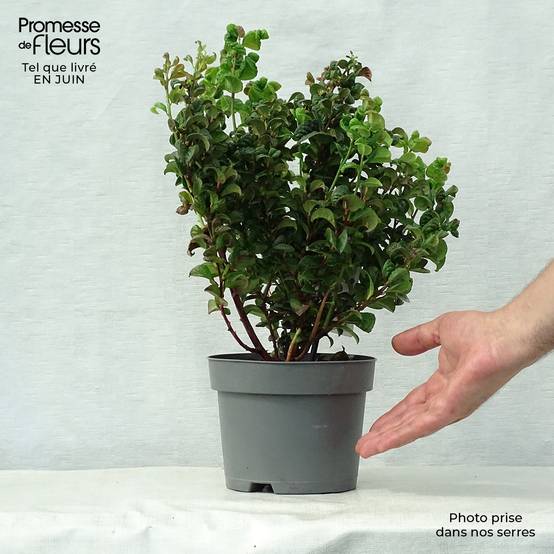 Promesse de Fleurs - Leucothoe axillaris Curly Red Pot de 2L/3L - Image 2