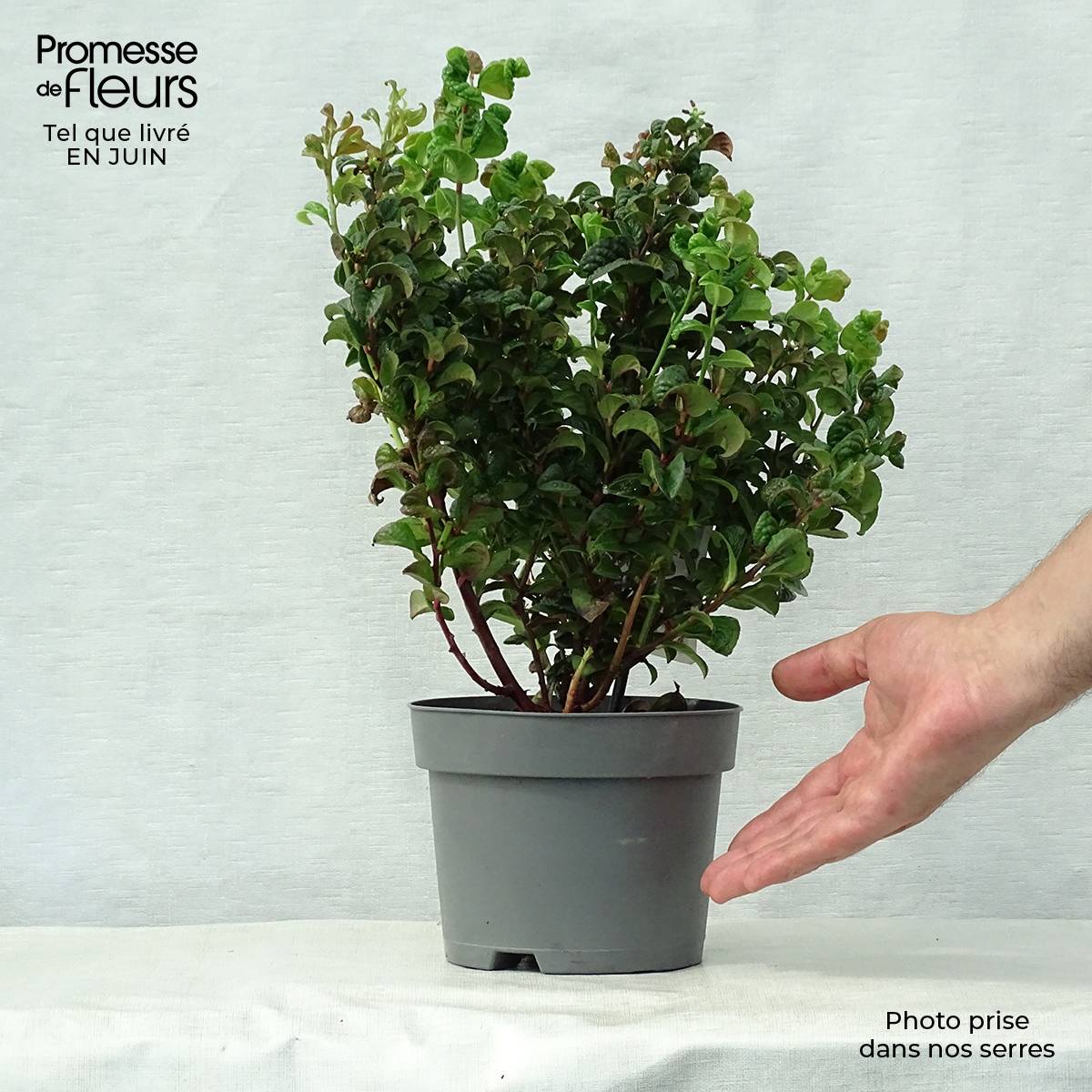 Promesse de Fleurs - Leucothoe axillaris Curly Red Pot de 2L/3L - Image 2