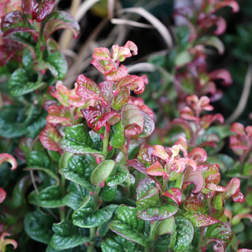 Promesse de Fleurs - Leucothoe axillaris Curly Red Pot de 2L/3L