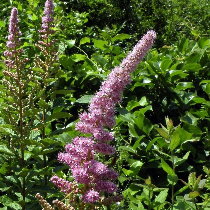 Spirée billardii, Spiraea à fleurs Rose - feuillage Caduc - Pot de 10L - 60/80 cm-  hauteur à maturité De 2,50 m à 3,00 m - Imagen 1