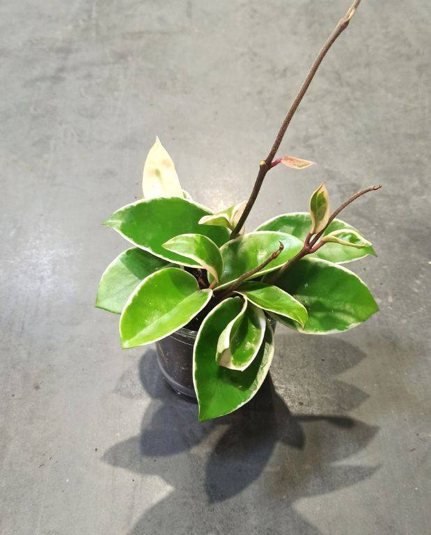 Hoya Carnosa Krimson Queen Medium D. 9cm H. 12cm - Plante d'intérieur - IndoorPoppies - Image 1