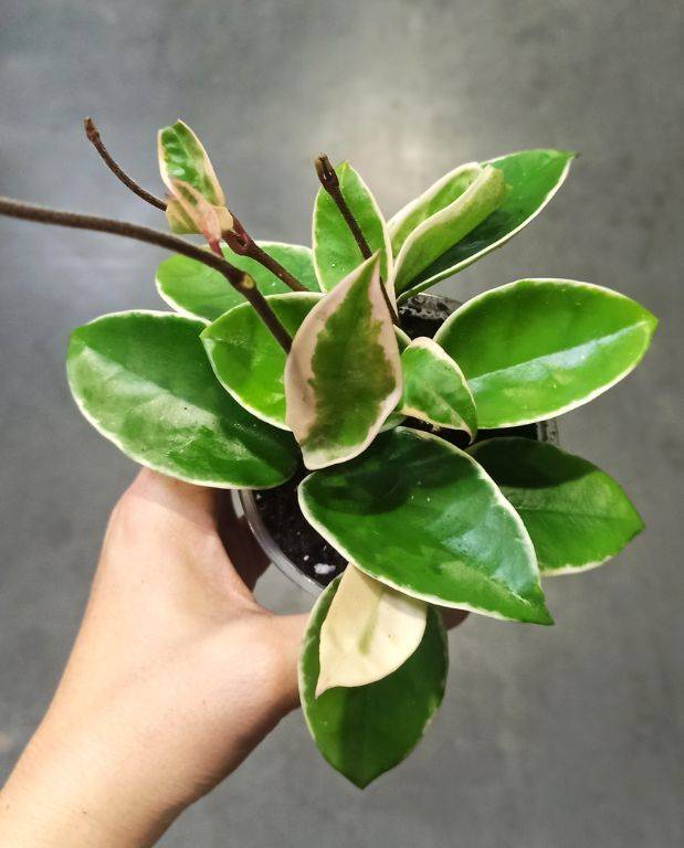 Hoya Carnosa Krimson Queen Medium D. 9cm H. 12cm - Plante d'intérieur - IndoorPoppies - Image 4
