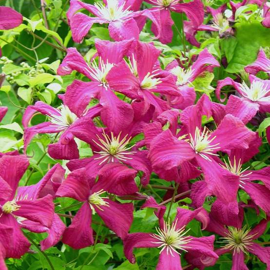 Clématite viticella Mme Julia Correvon à fleurs Rouge - feuillage Caduc - Godet - 5/10 cm- hauteur à maturité De 3,00 m à 5,00 m - Image 1