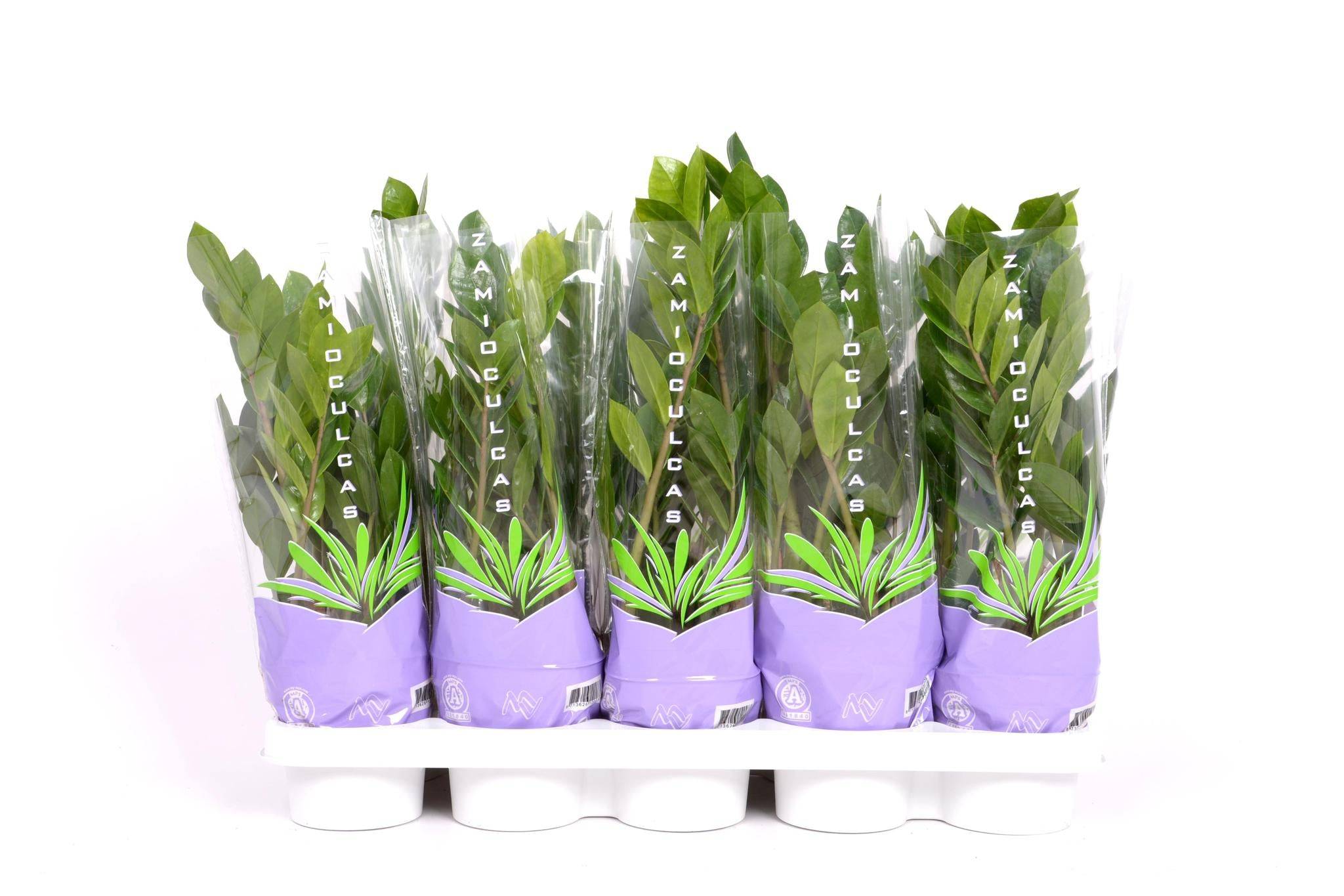 La Green Touch - Zamioculcas 35 - D12 H30cm