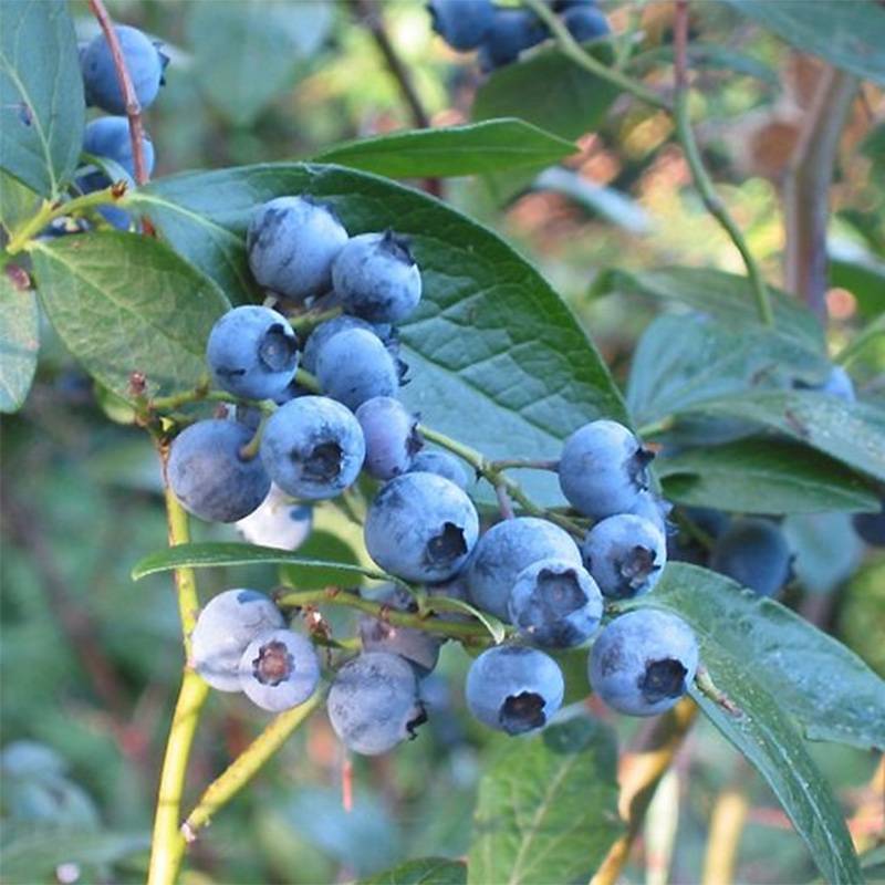 Promesse de Fleurs - Myrtillier Blue Crop - Vaccinum corymbosum  Pot de 1,5L/2L, Buisson