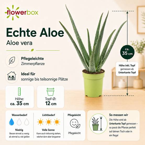 Aloe vera - plante d'intérieur facile d'entretien - hauteur env. 35 cm, pot-Ø 12 cm - Image 4