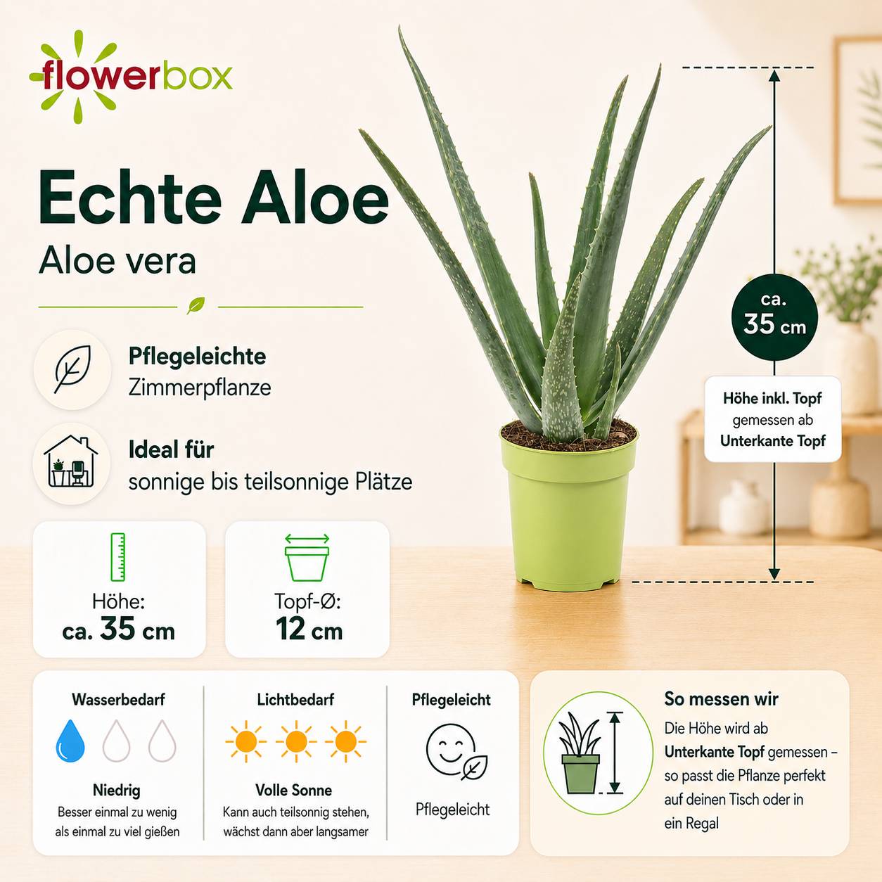 Aloe vera - plante d'intérieur facile d'entretien - hauteur env. 35 cm, pot-Ø 12 cm - Image 4