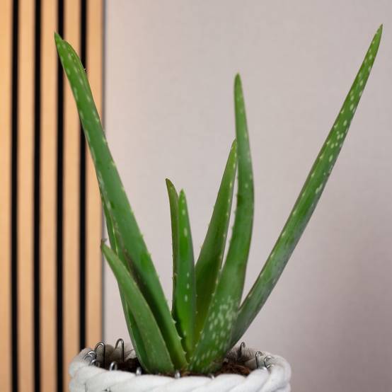 Aloe vera - plante d'intérieur facile d'entretien - hauteur env. 35 cm, pot-Ø 12 cm - Image 3