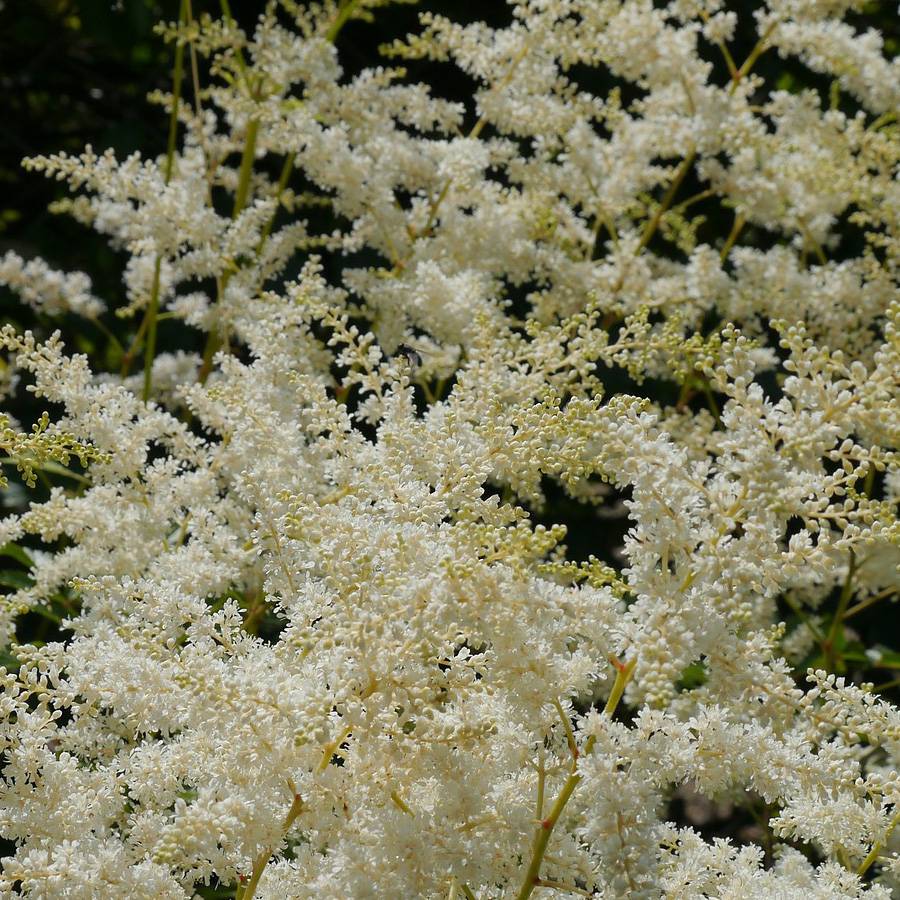 Astilbe simplicifolia Sprite Godet de 8/9 cm