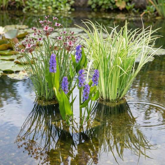 0 - Set Plantes Aquatiques - 12 Plantes (3 Variétés) Panier Substrat Engrais - Image 2