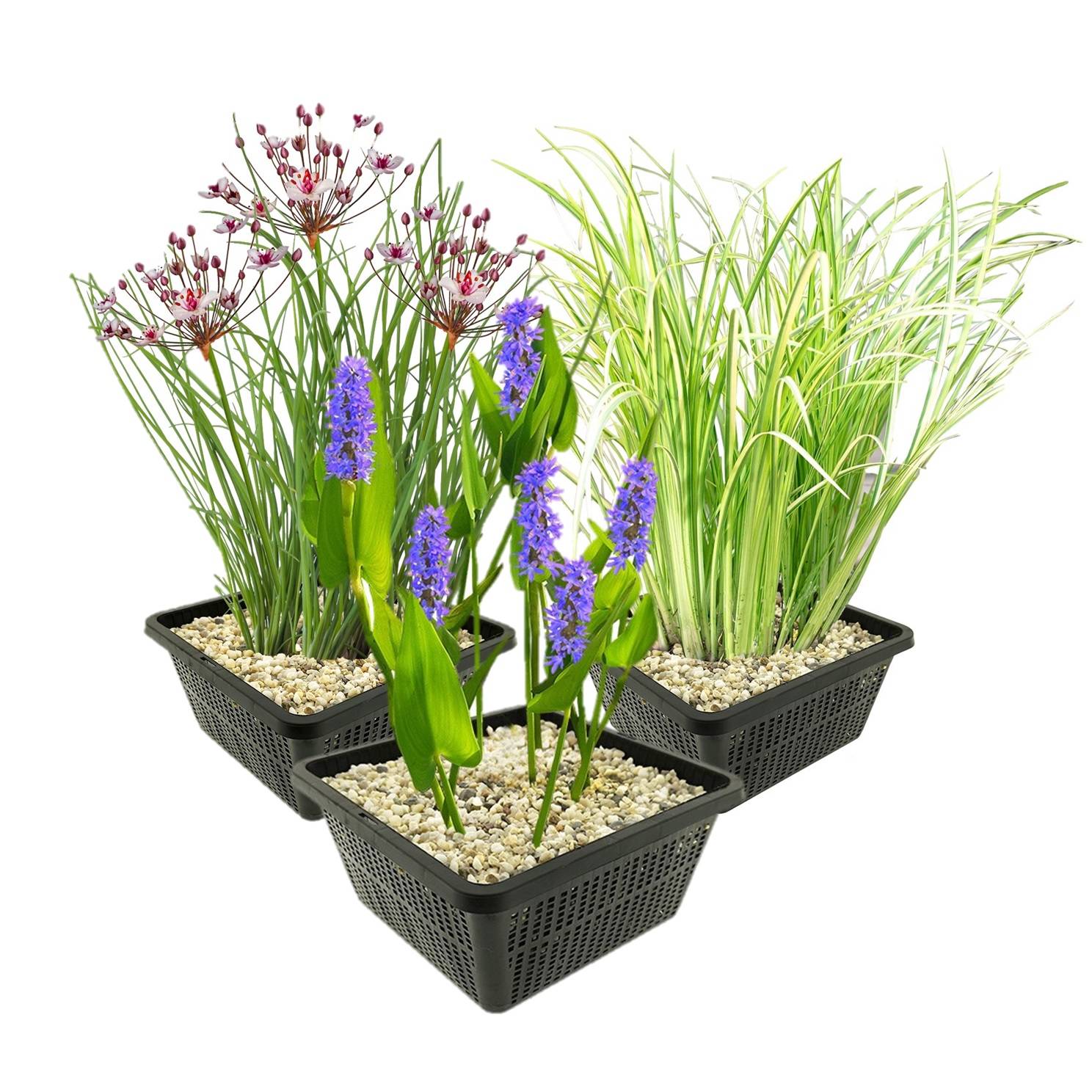 0 - Set Plantes Aquatiques - 12 Plantes (3 Variétés) Panier Substrat Engrais - Image 1