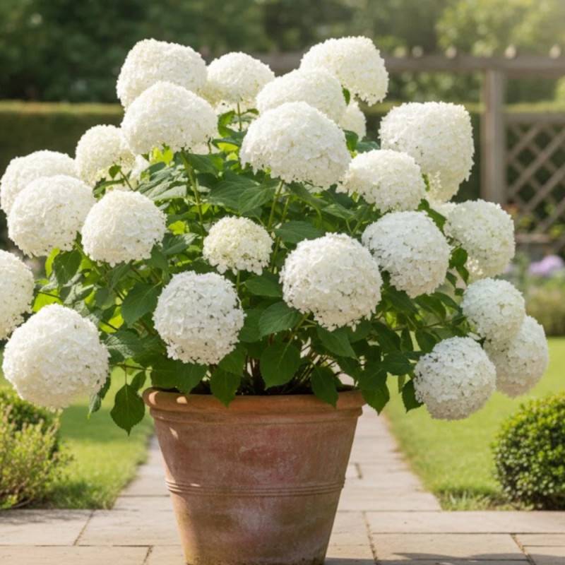 Hortensia de Virginie Annabelle, Hortensia arborescens à fleurs Blanche - feuillage Caduc - Godet - 5/20 cm-  hauteur à maturité De 1,00 m à 1,50 m - Imagen 4