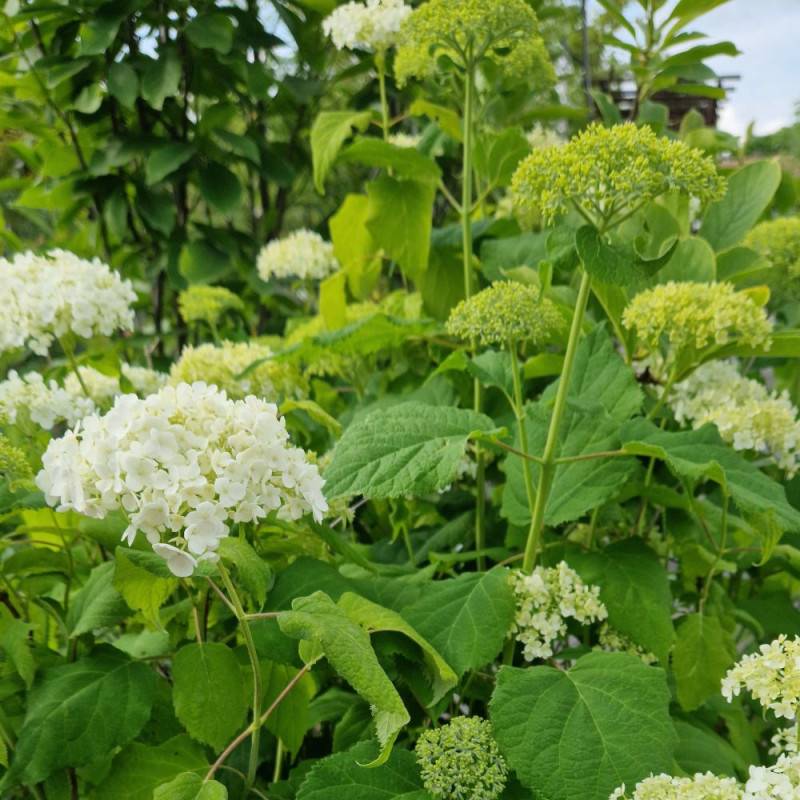 Hortensia de Virginie Annabelle, Hortensia arborescens à fleurs Blanche - feuillage Caduc - Godet - 5/20 cm-  hauteur à maturité De 1,00 m à 1,50 m - Imagen 2