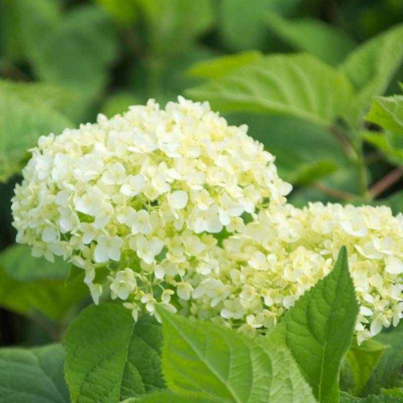 Hortensia de Virginie Annabelle, Hortensia arborescens à fleurs Blanche - feuillage Caduc - Godet - 5/20 cm-  hauteur à maturité De 1,00 m à 1,50 m - Imagen 9
