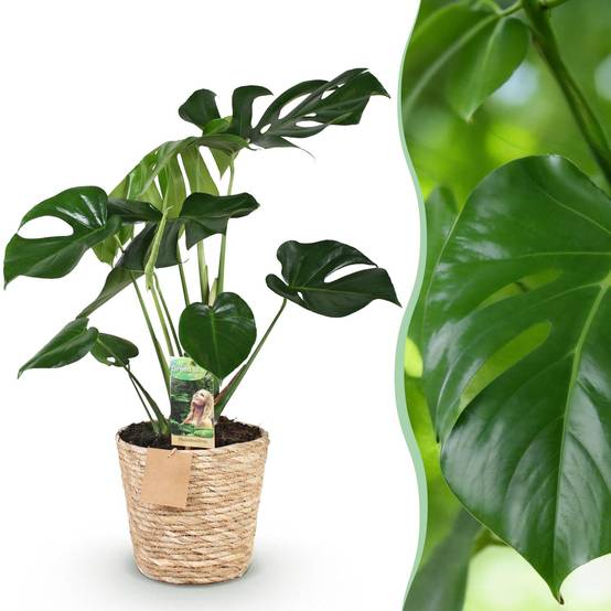 Monstera Deliciosa - D21 H80cm - Image 3