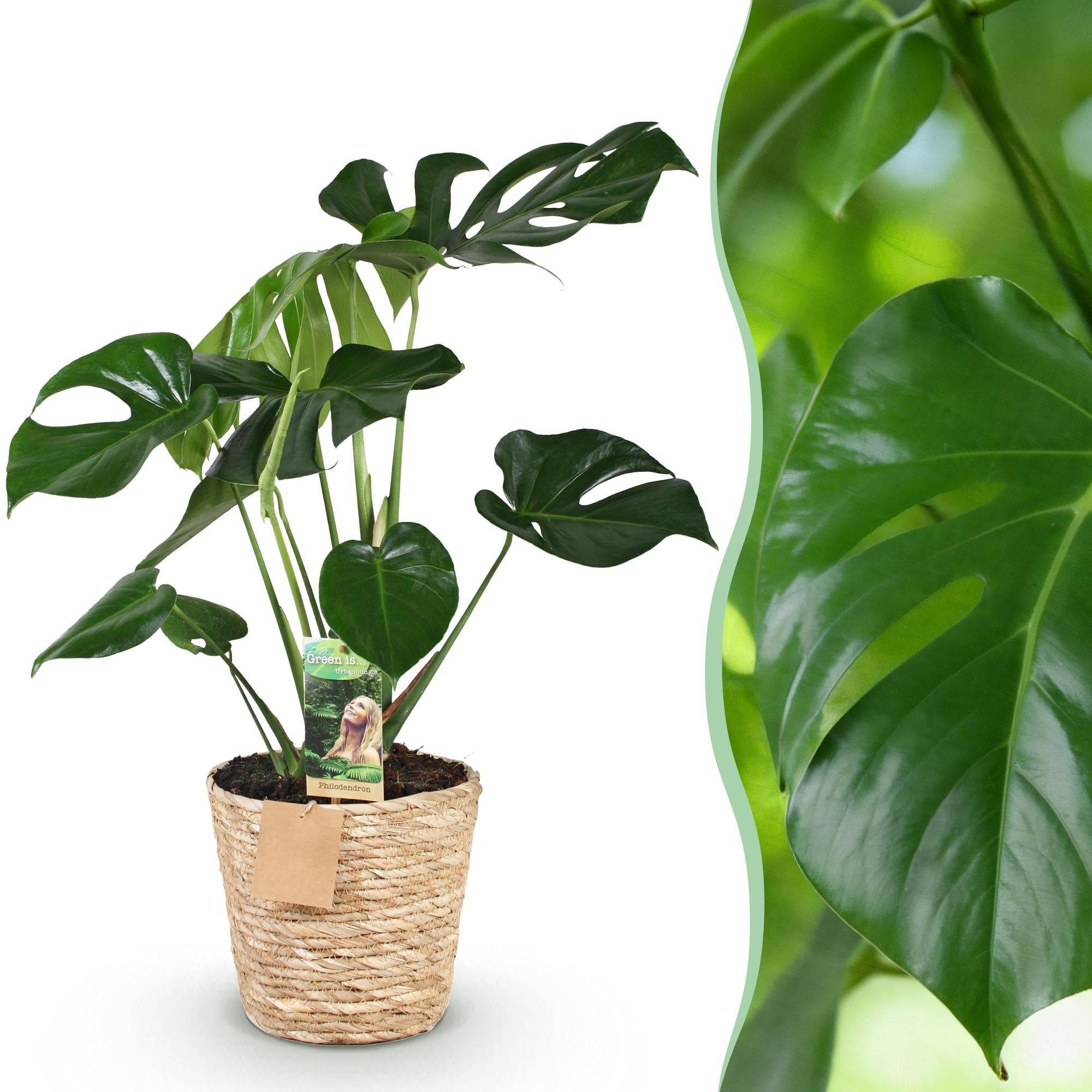 Monstera Deliciosa - D21 H80cm - Image 3