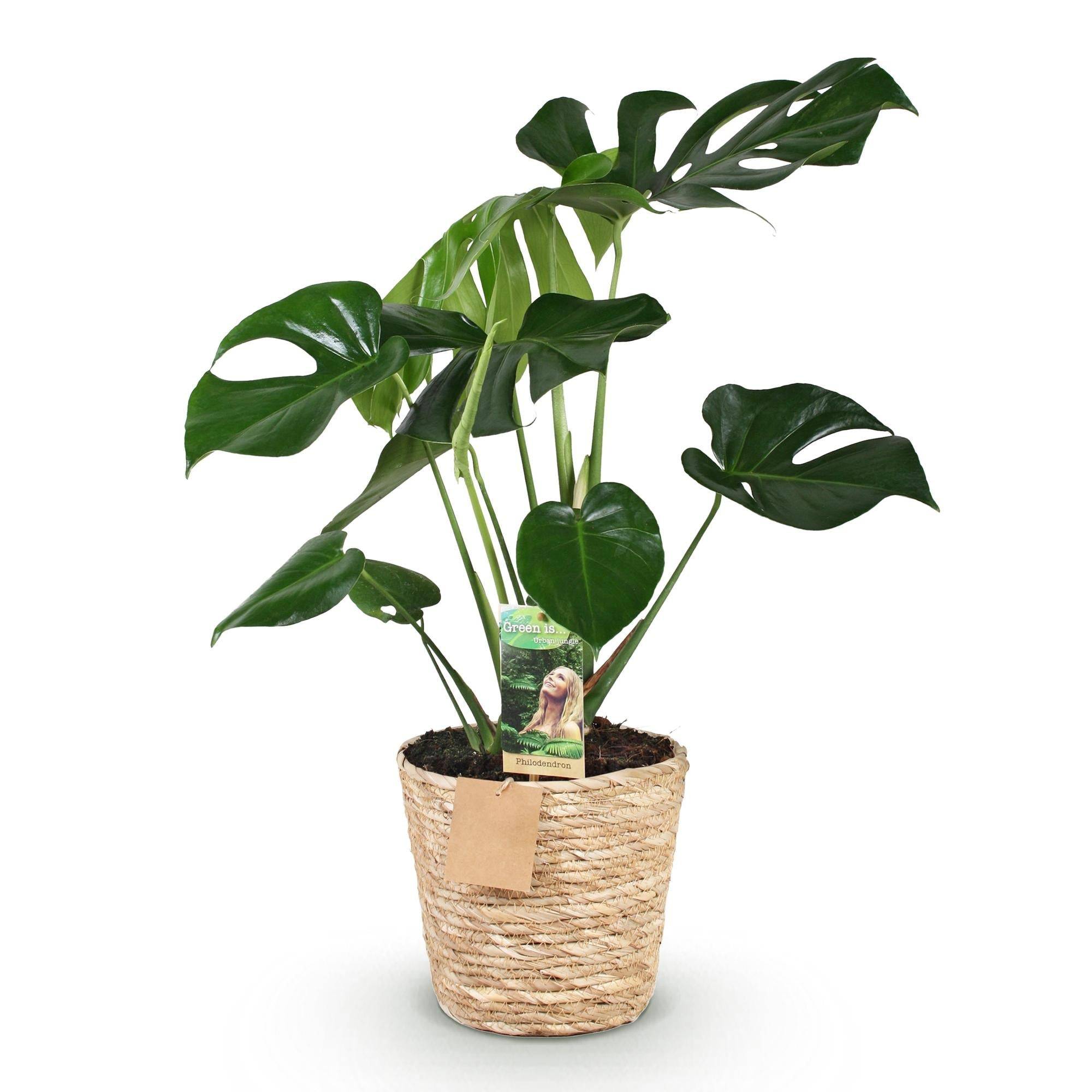 Monstera Deliciosa - D21 H80cm - Image 4