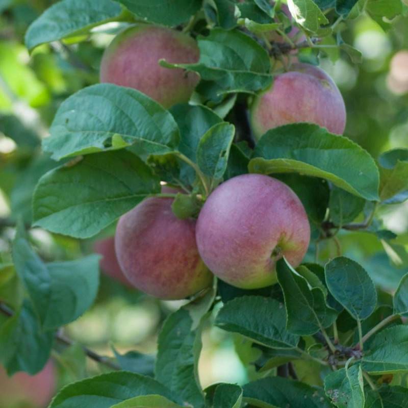 Pommier Melrose - Bon rendement - Pot de 15L - Simple U - 150/175 cm - De 3,00 m à 5,00 m - Imagen 6
