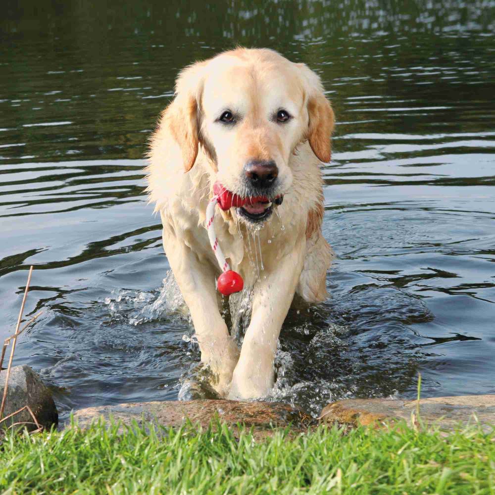 Trixie - Trixie - jouet aquatique  pour chien MOT-Fun 9 x 22 cm Coloris aléatoire - Image 3