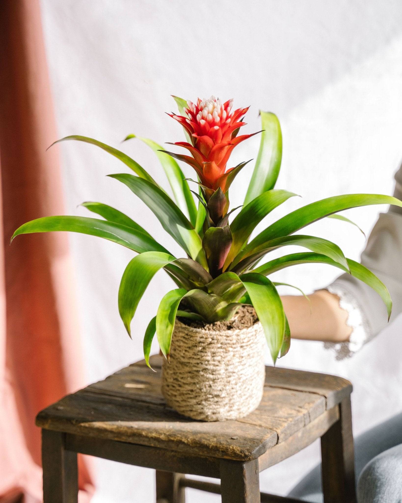 La Green Touch - Guzmania Hope 40cm - Plante d'intérieur- La Green Touch