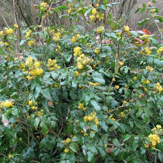 Mahonia aquifolium Pot de 2L/3L