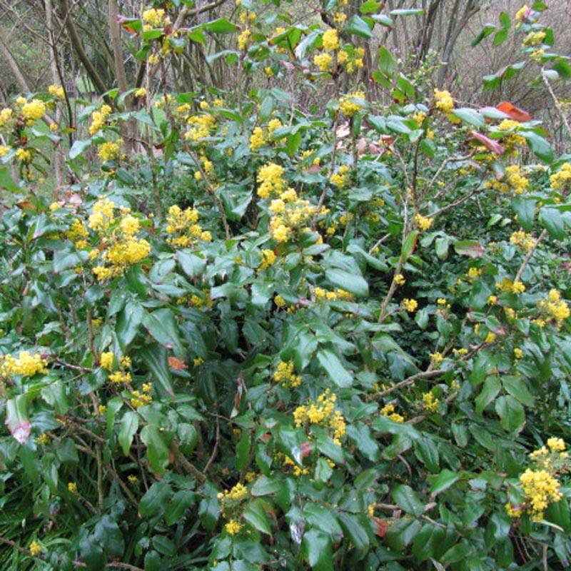 Mahonia aquifolium Pot de 2L/3L - Image 1