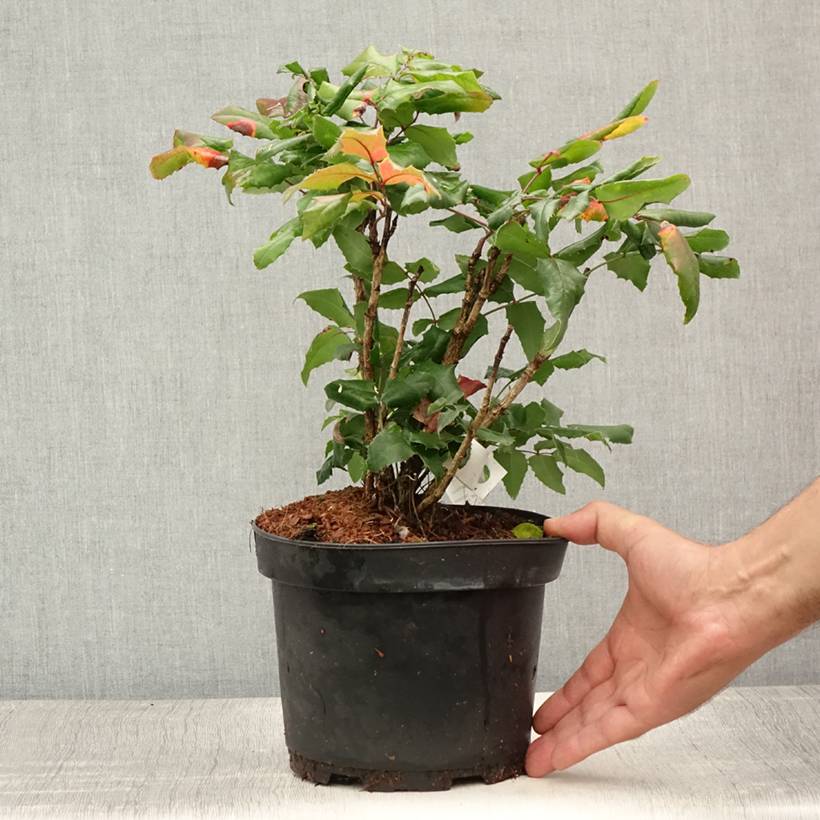 Mahonia aquifolium Pot de 2L/3L - Image 2