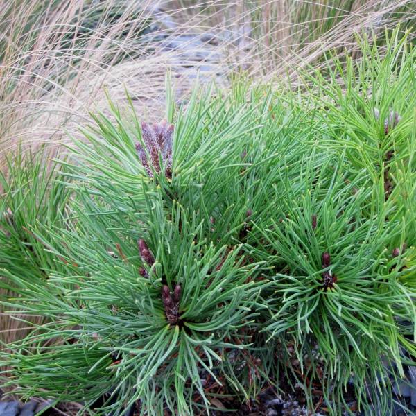 Pin des montagnes - Pinus mugo mughus Pot de 4L/5L - Image 1